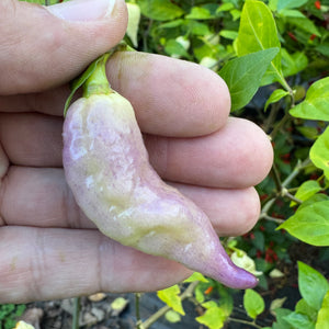 JPGS × GYPOB White - AKA Albino Boar Claw - Seeds