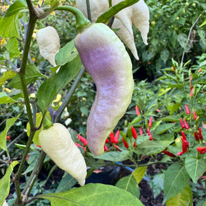 JPGS × GYPOB White - AKA Albino Boar Claw - Seeds