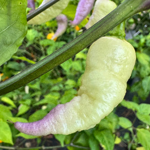 JPGS × GYPOB White - AKA Albino Boar Claw - Seeds