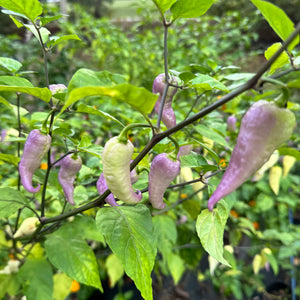 JPGS × GYPOB White - AKA Albino Boar Claw - Seeds