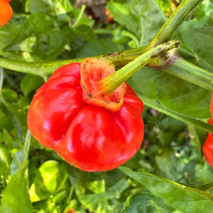 KS Starracha Bleeding - Seeds