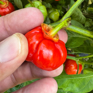 KS Starracha Bleeding - Seeds