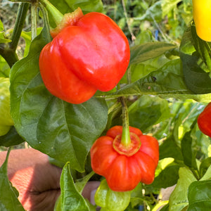 KS Starracha Bleeding - Seeds