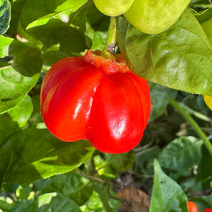 KS Starracha Bleeding - Seeds