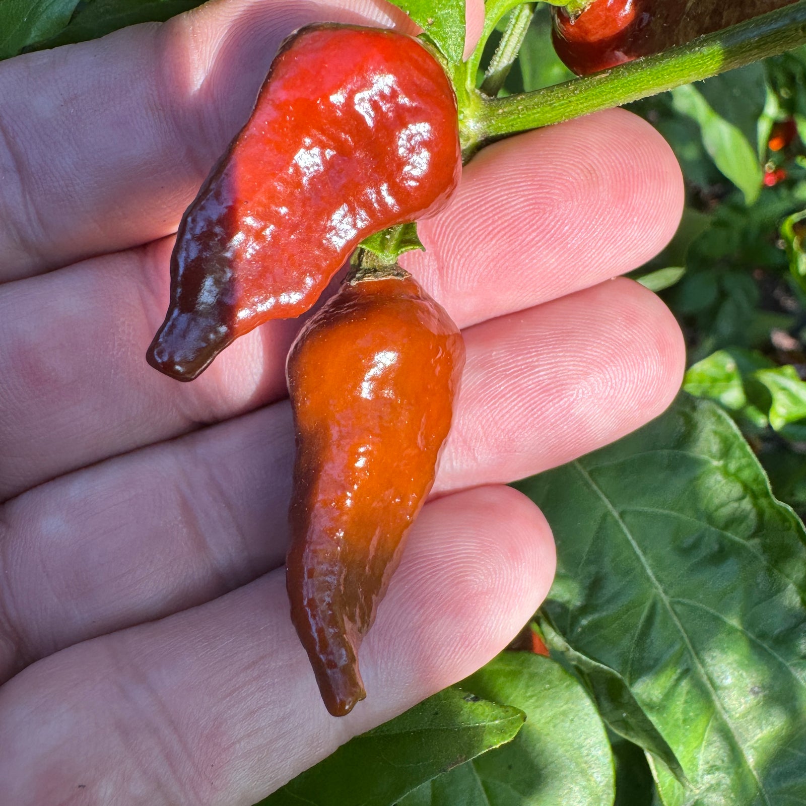 Little Bhut Jolokia Chocolate  - Seeds