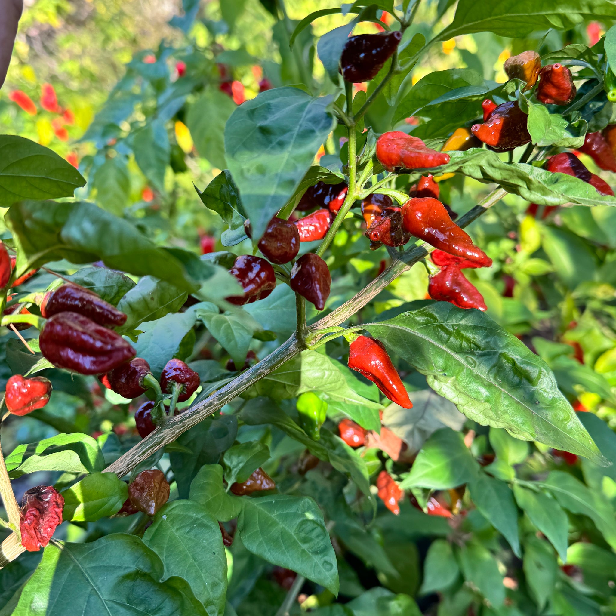 chocolate seeds for planting Little Bhut Jolokia Chocolate