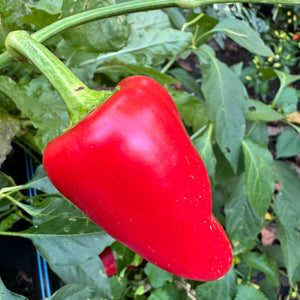 Mariachi Pepper  - Seeds