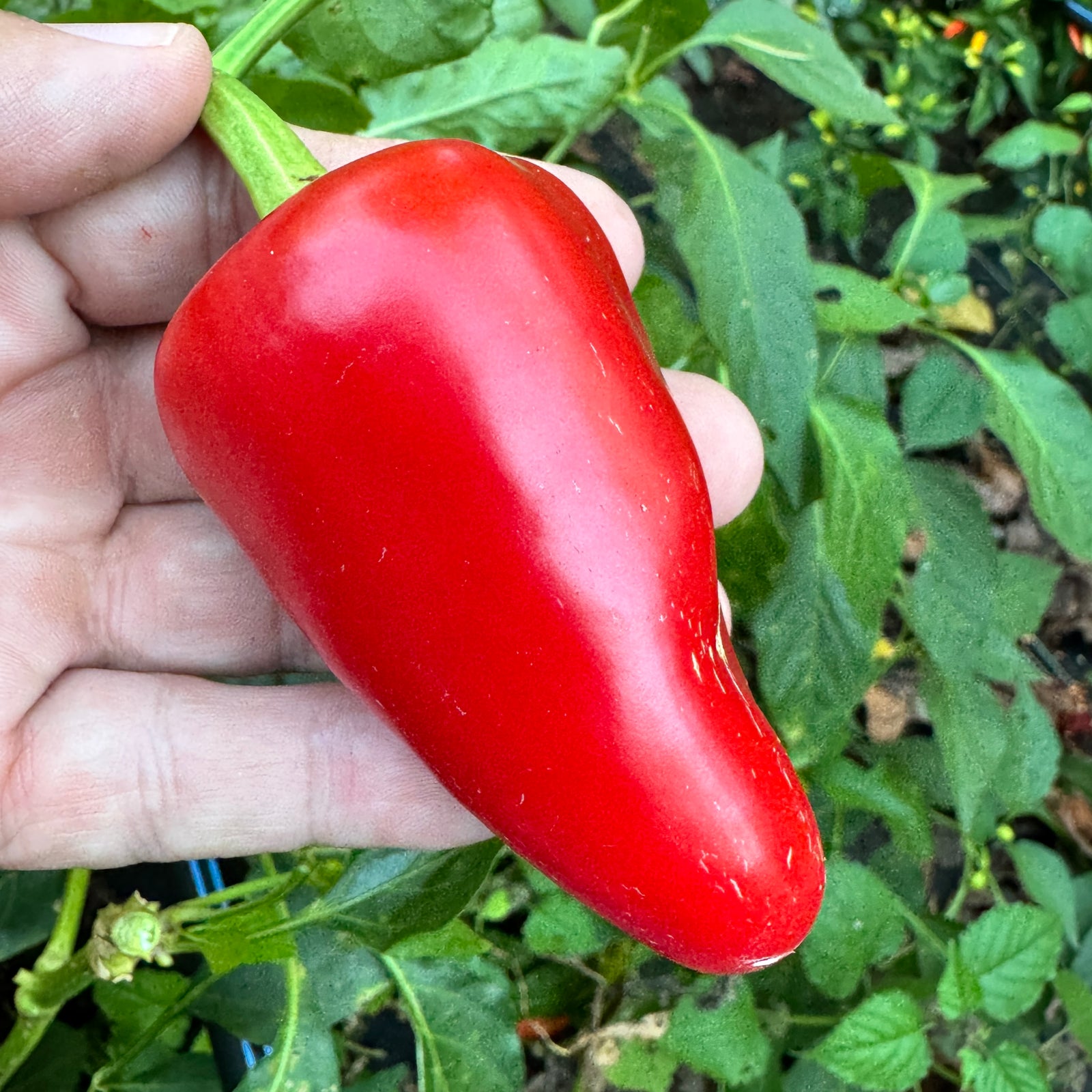 Mariachi Pepper  - Seeds