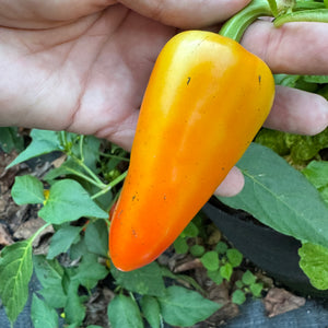 Mariachi Pepper  - Seeds