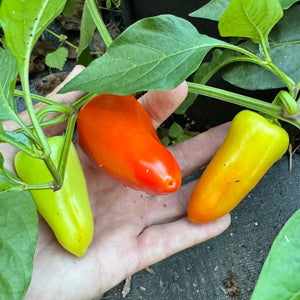 Mariachi Pepper  - Seeds