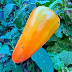 Mariachi Pepper  - Seeds