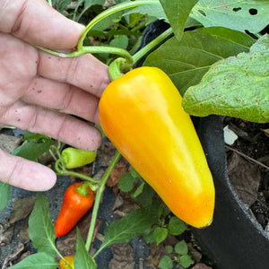 Mariachi Pepper  - Seeds