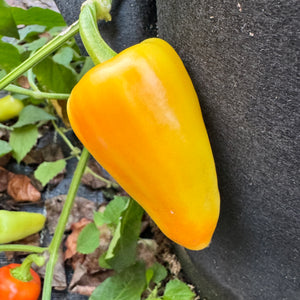 Mariachi Pepper  - Seeds