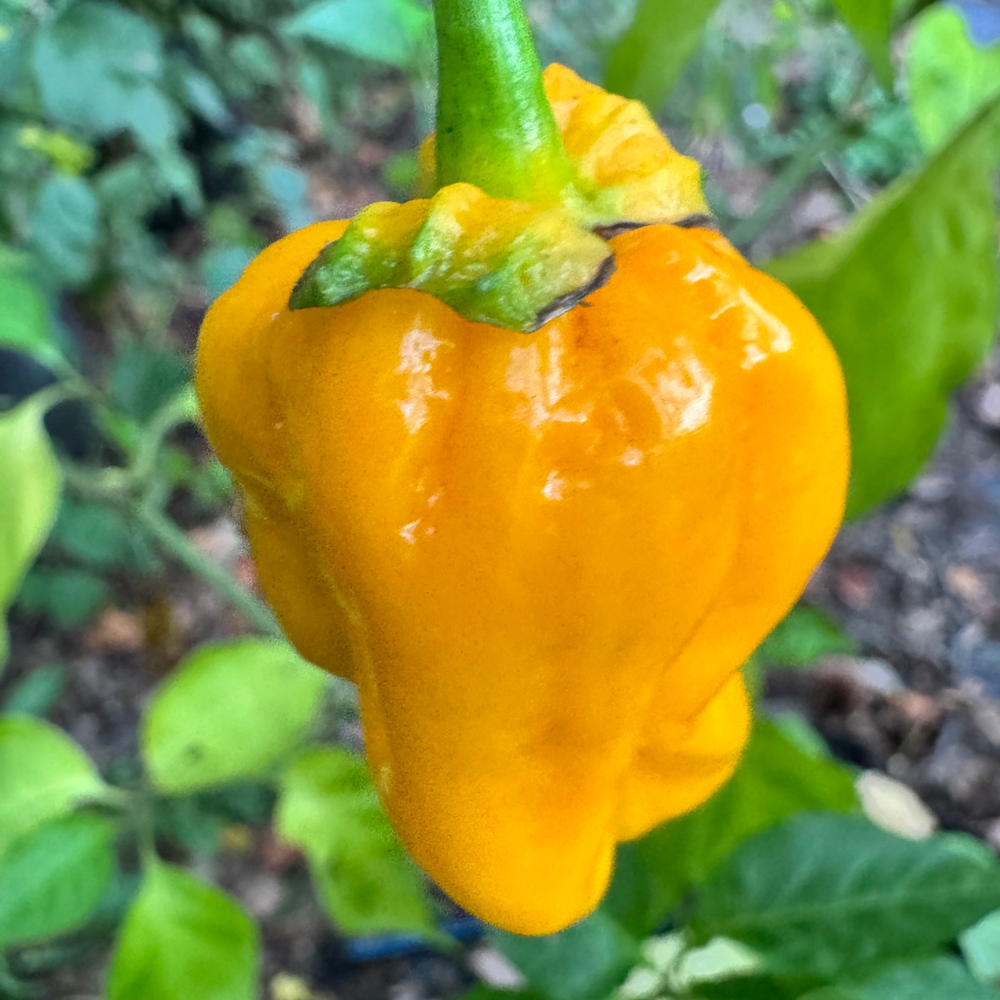 lucifer plant seeds Lucifer’s Lemons
