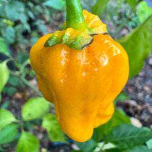 Lucifer’s Lemons  - Seeds