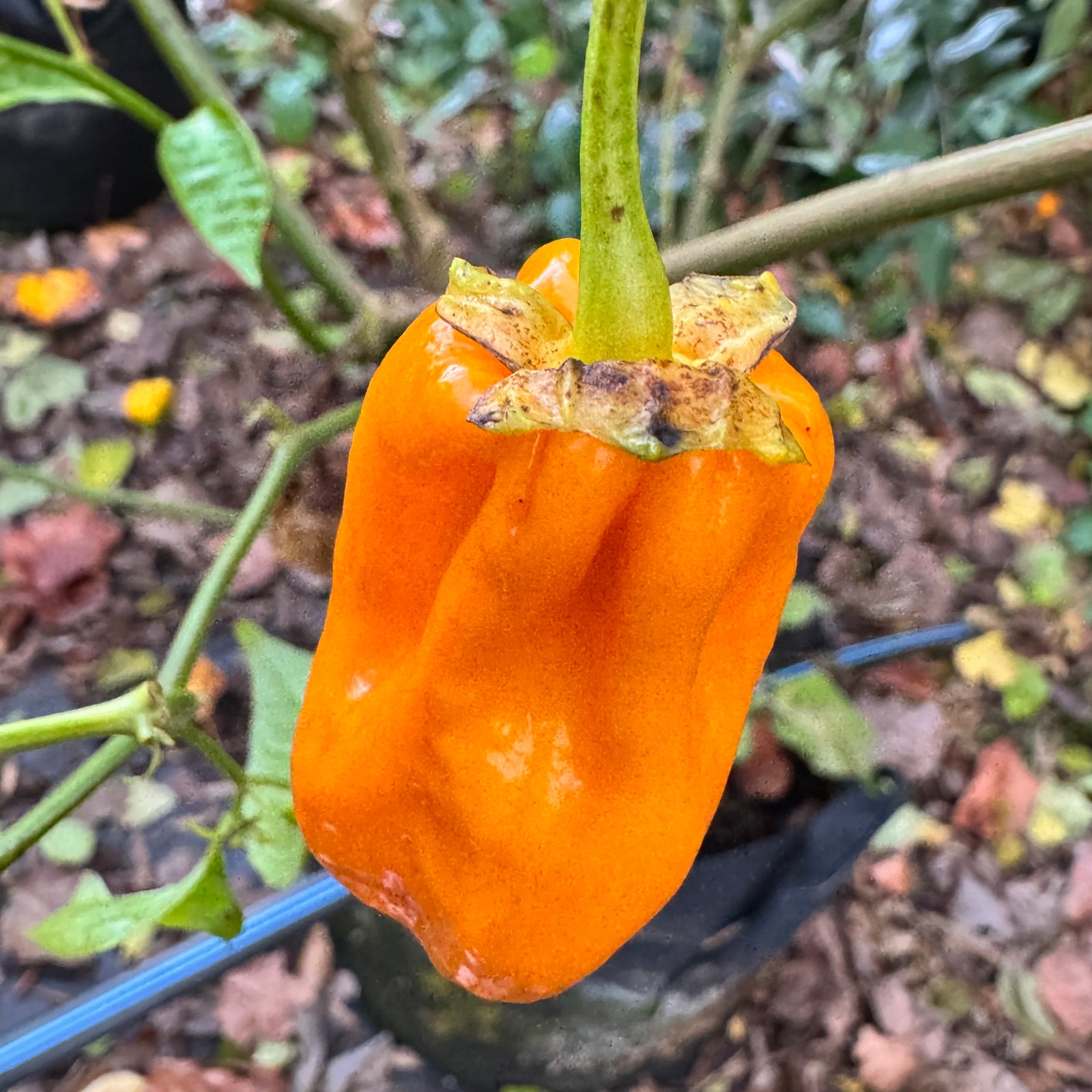 Lucifer’s Lemons  - Seeds