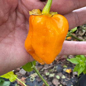 Lucifer’s Lemons  - Seeds