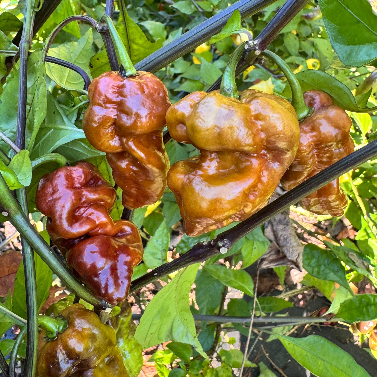 Malibu Chocolate  - Seeds