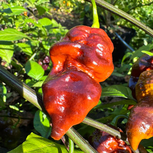 Malibu Chocolate  - Seeds