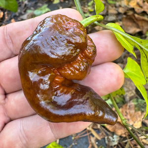 Malibu Chocolate  - Seeds