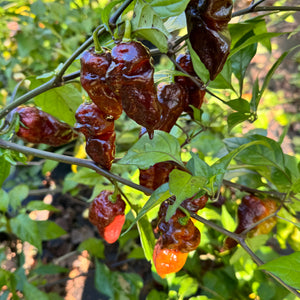 Malibu Chocolate  - Seeds