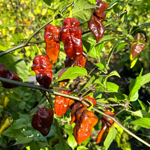 Malibu Chocolate  - Seeds