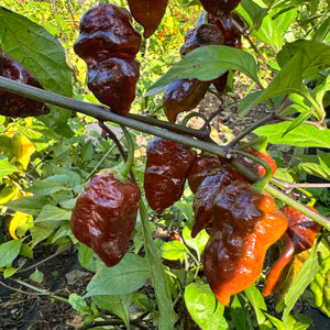 Malibu Chocolate  - Seeds