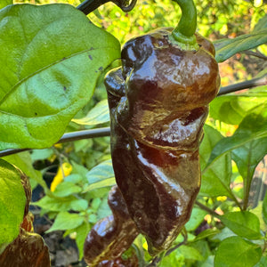 Malibu Chocolate  - Seeds