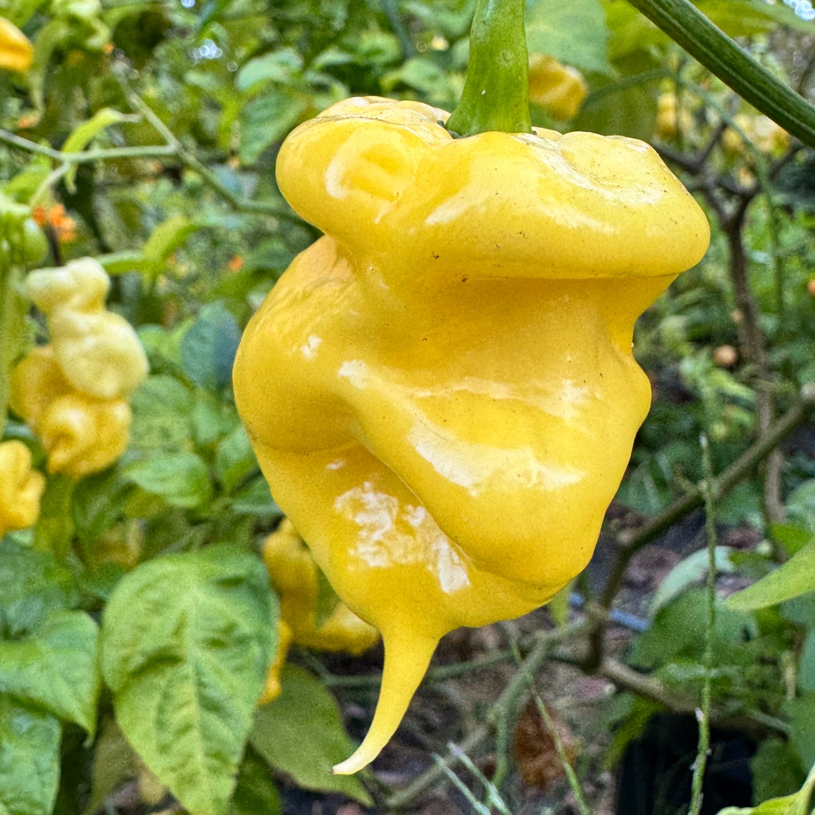 Malibu Yellow - Seeds