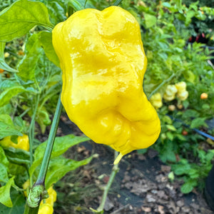 Malibu Yellow - Seeds