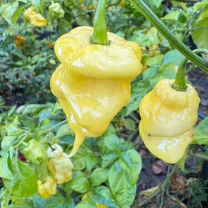 Malibu Yellow - Seeds