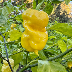 Malibu Yellow - Seeds