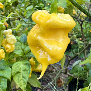 Malibu Yellow - Seeds