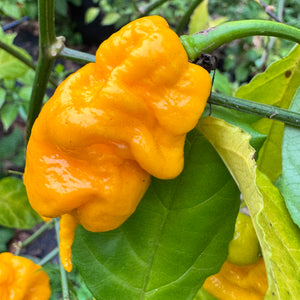 Mantis Claw Yellow  - Seeds