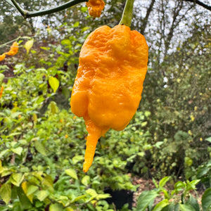 Mantis Claw Yellow  - Seeds