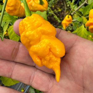 Mantis Claw Yellow  - Seeds