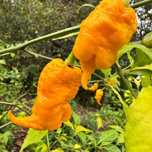 Mantis Claw Yellow  - Seeds