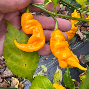 Mantis Claw Yellow  - Seeds