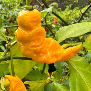 Mantis Claw Yellow  - Seeds