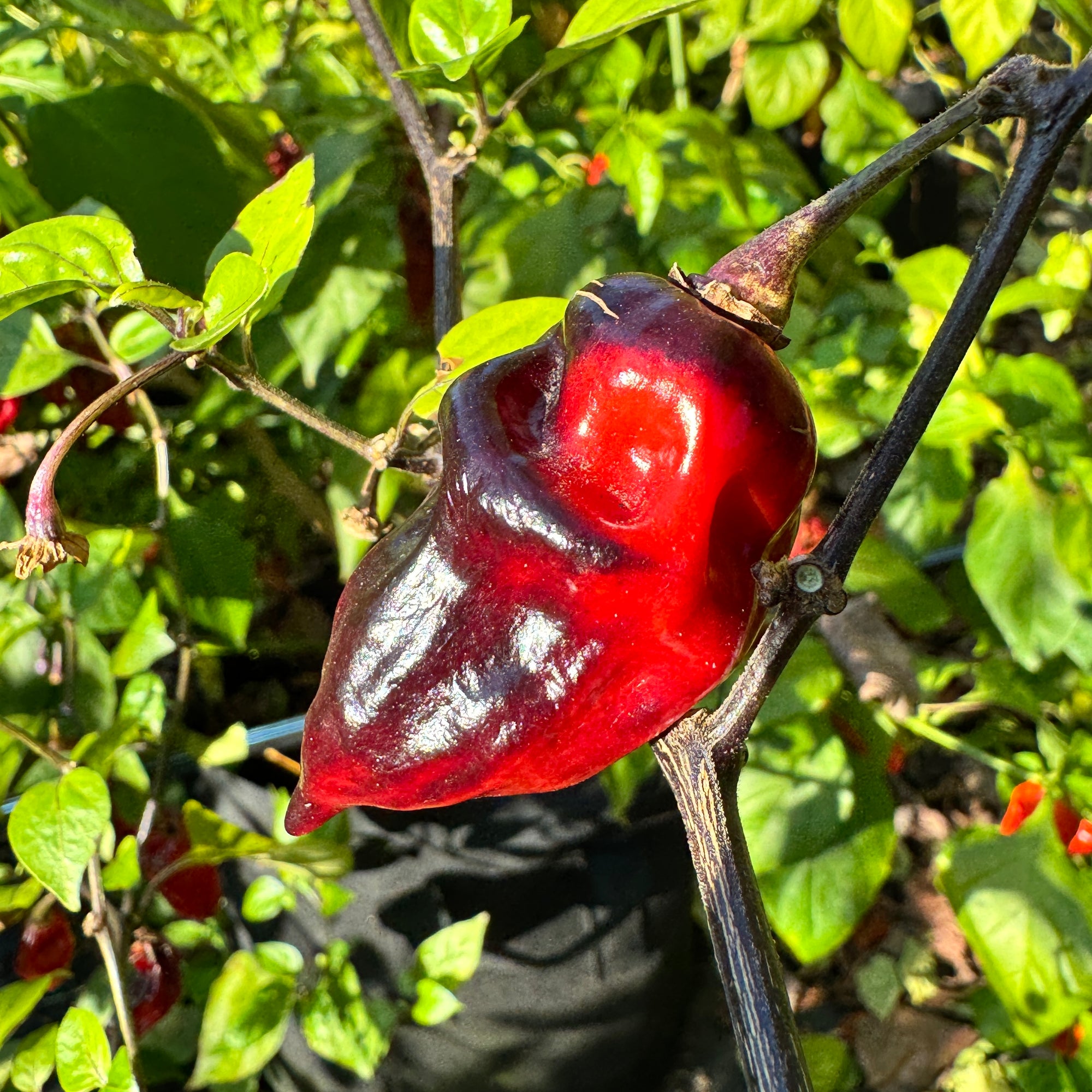 Naga Smooky Rainbow - Seeds