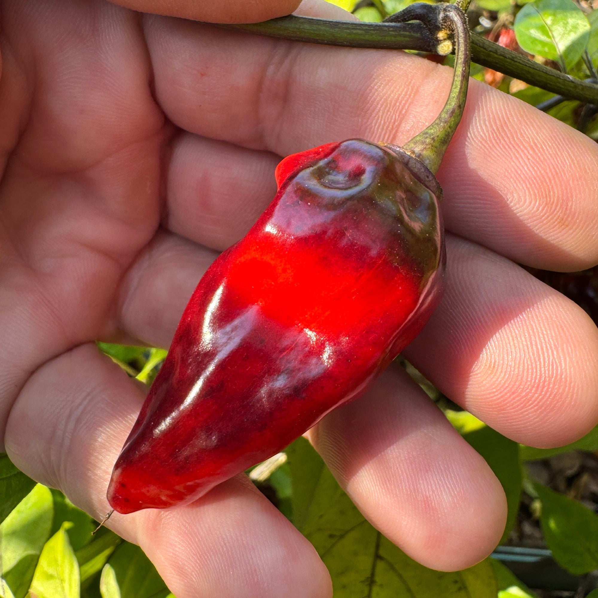 Naga Smooky Rainbow - Seeds