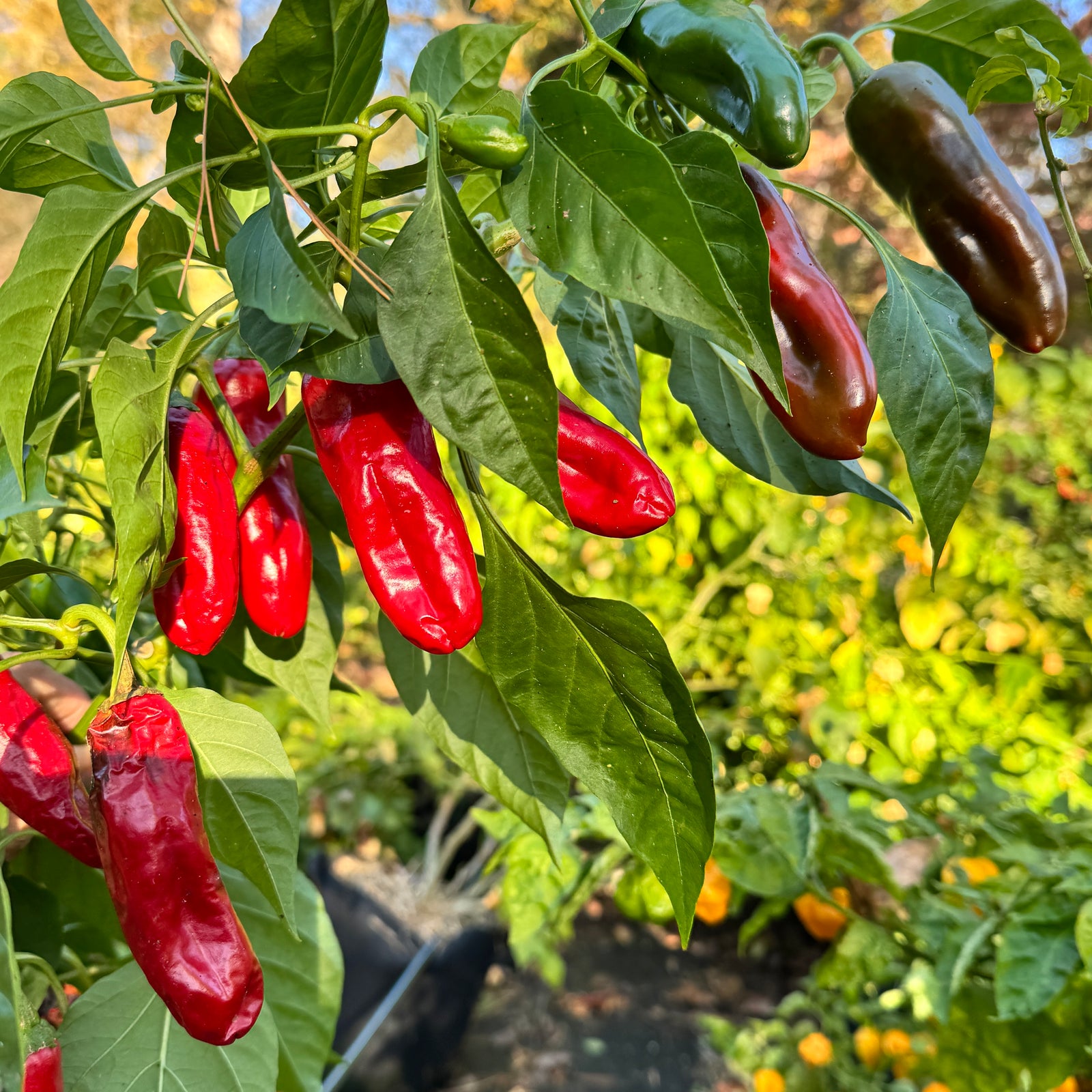 NuMex Paprika R. Naky - Seeds