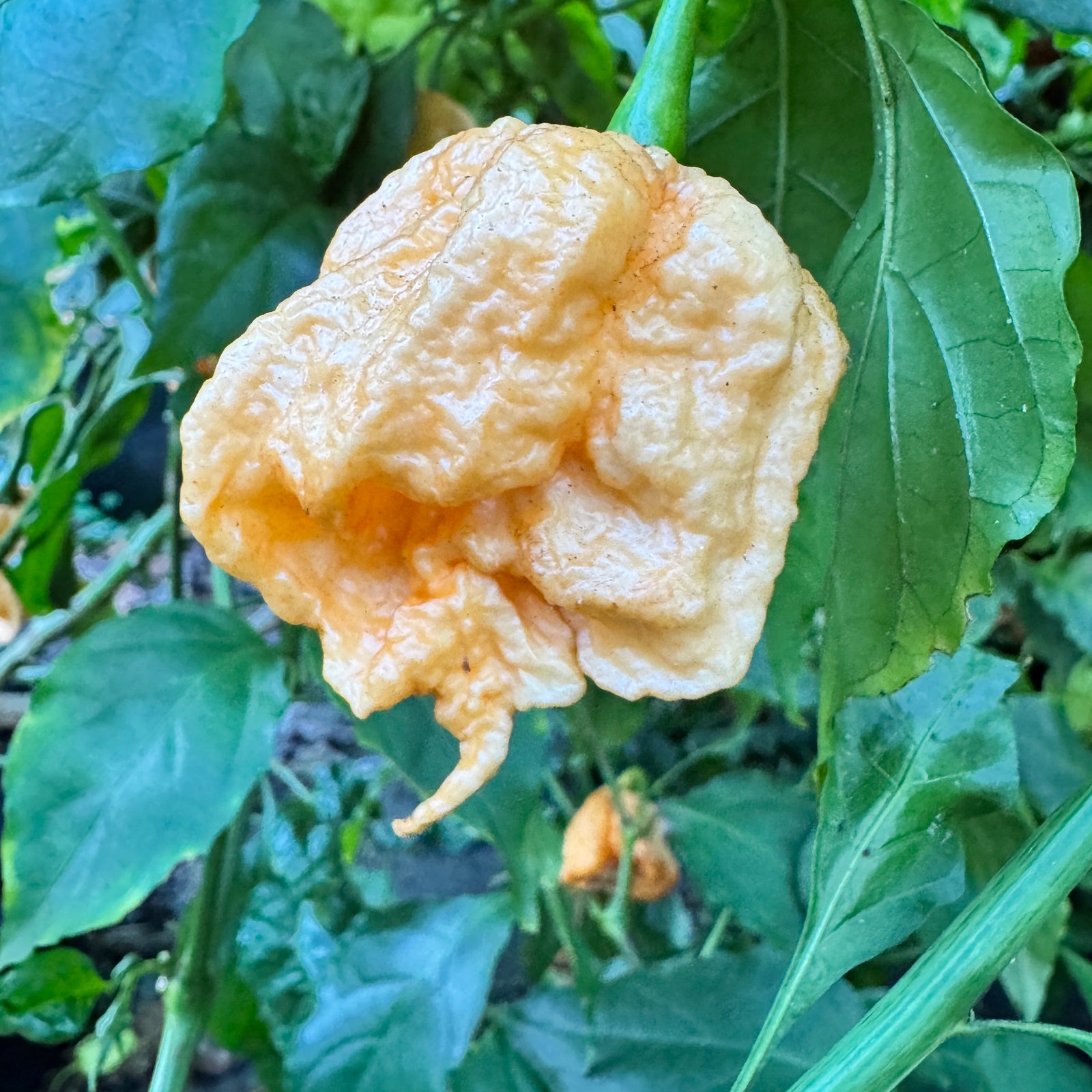 Peach Miasma - Seeds