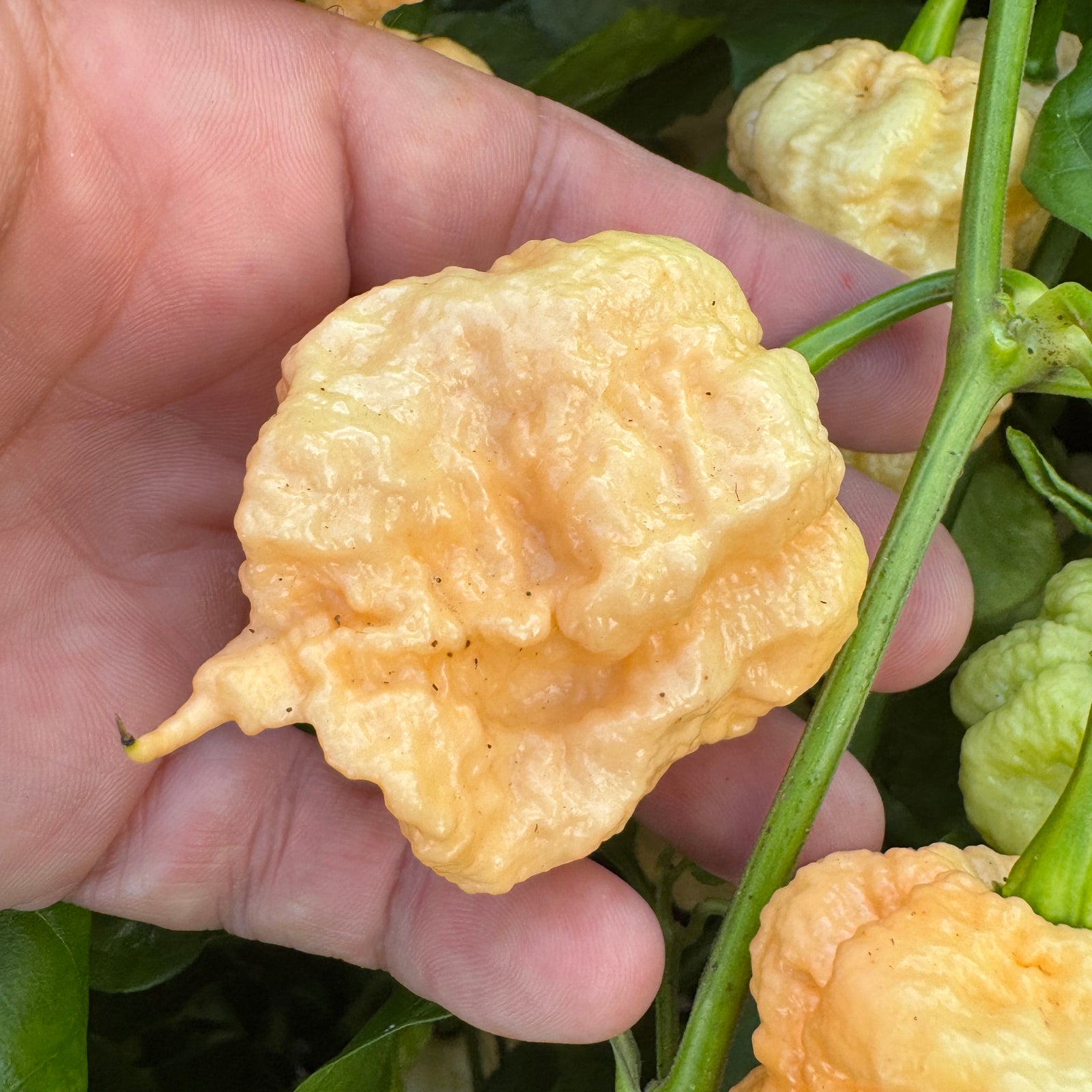 Peach Miasma - Seeds