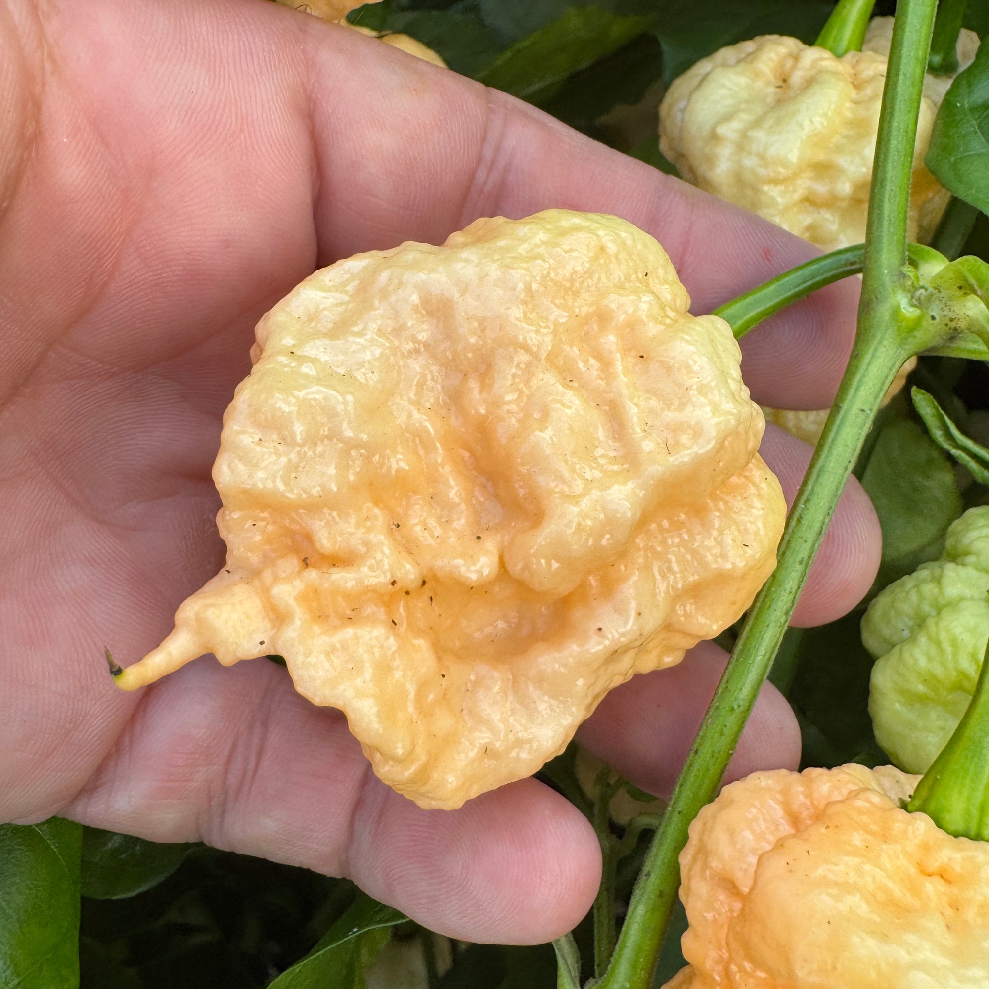 Peach Miasma - Seeds