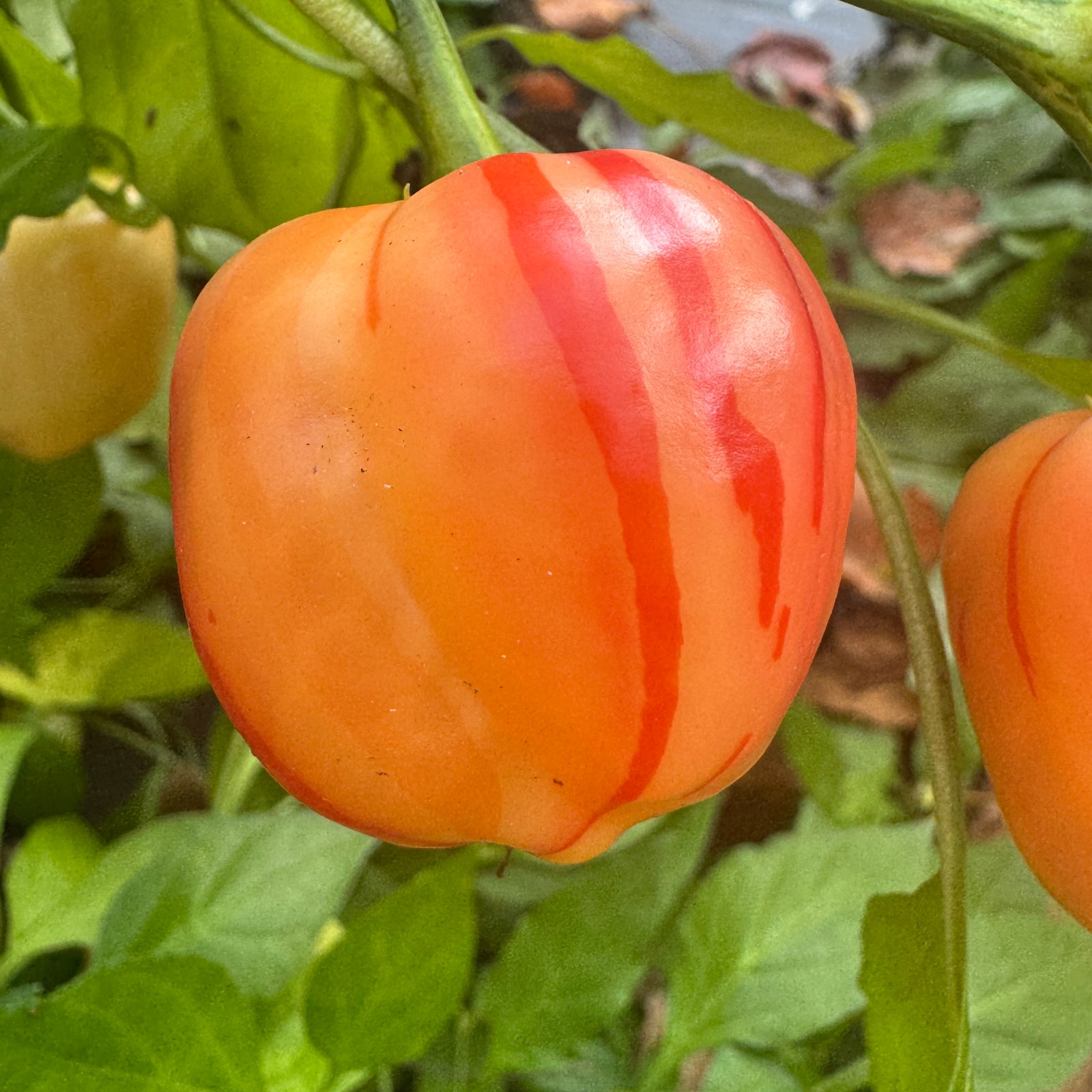 Peppapeach Stripey - Seeds