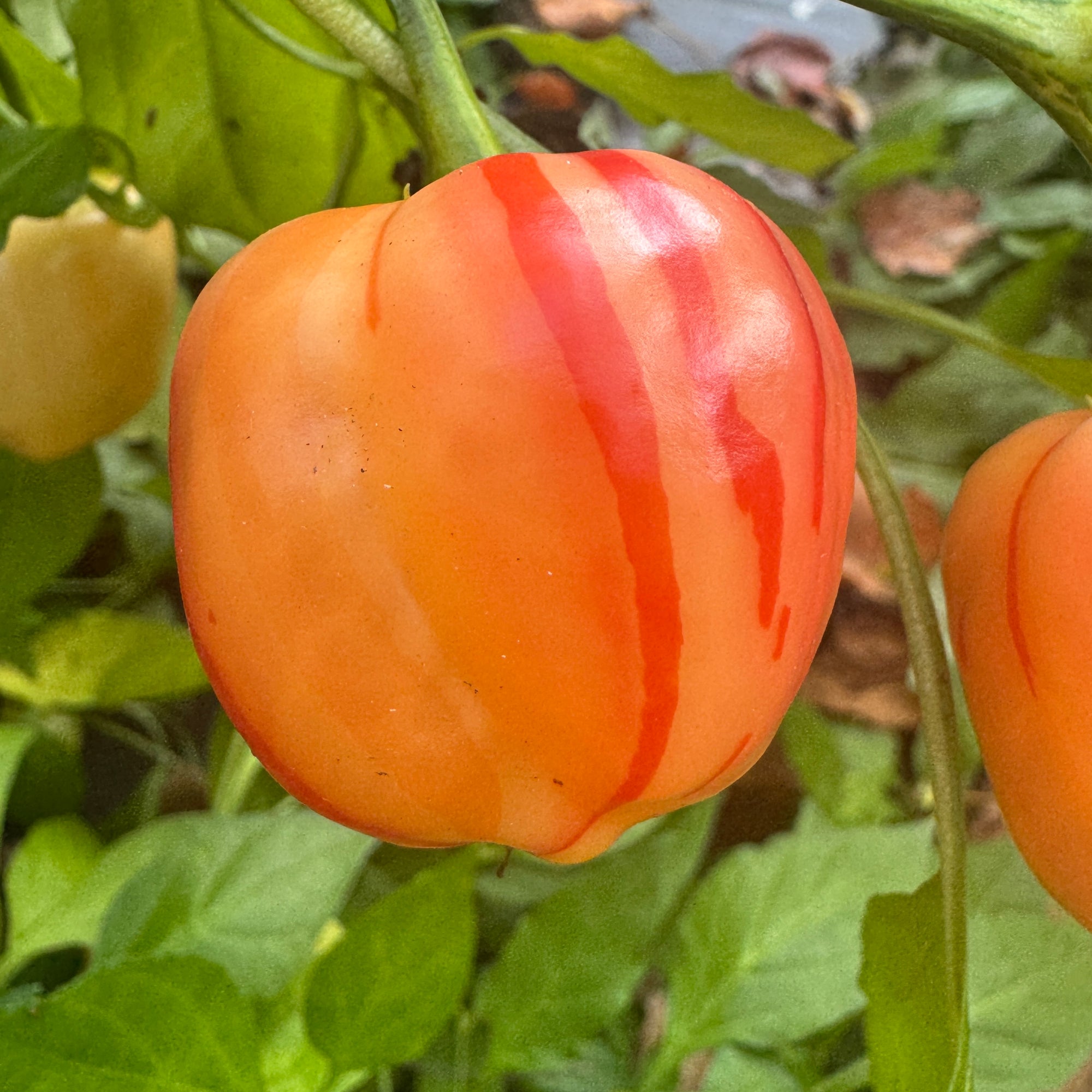 Peppapeach Stripey - Seeds