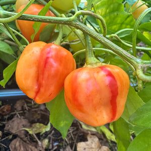 Peppapeach Stripey - Seeds