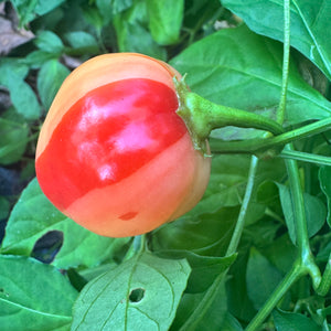 Peppapeach Stripey - Seeds