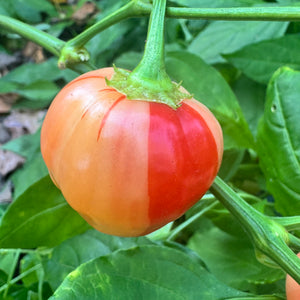 Peppapeach Stripey - Seeds